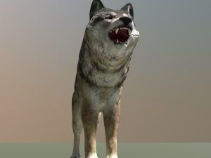 wolf Modello 3D