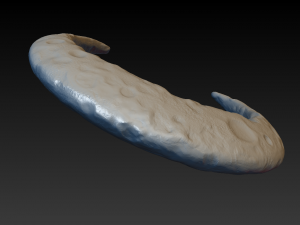 crescent 3D 프린트 모델