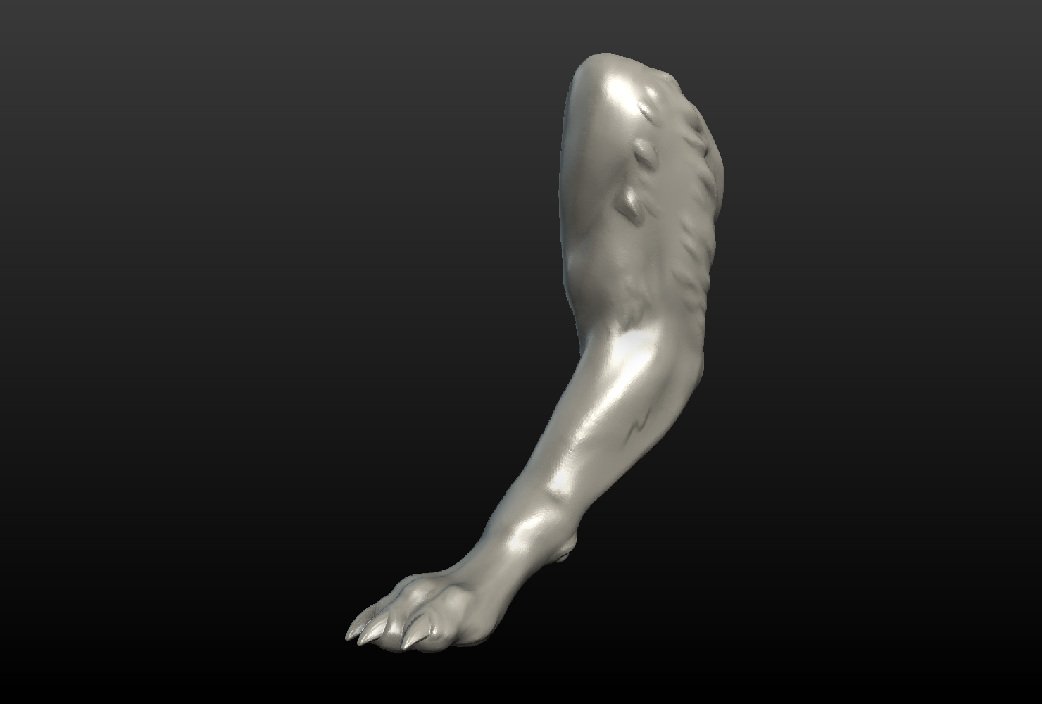 Blend to stl. Paw 3d model. Лапы 3д модель. Лапка 3d модель. Лапа волка 3 д модель.