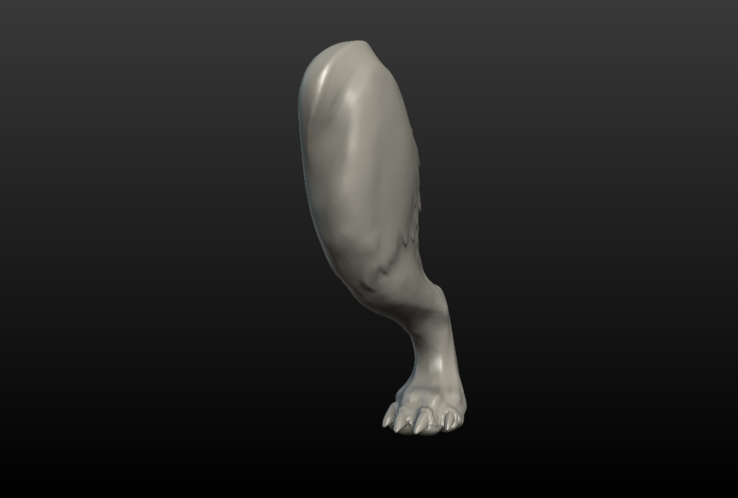 Wolf Hind Paw 3D Model in Other 3DExport