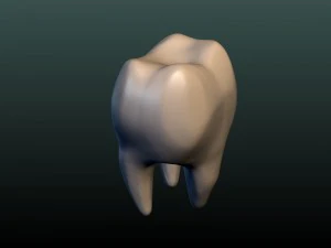 tooth 3D Print Model