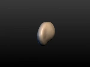 round ear 3D Print Model
