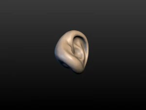 round ear 3D Print Model
