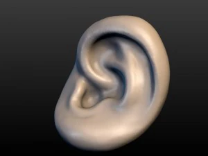 round ear 3D Print Model