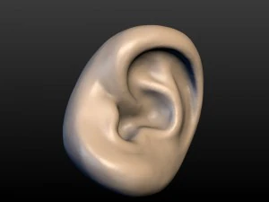 round ear 3D Print Model