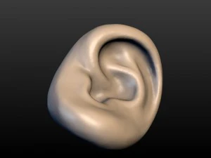 round ear 3D Print Model