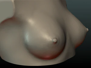 womans breast 3D Print Model