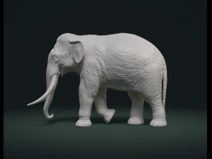 asian elephant Model do druku 3D