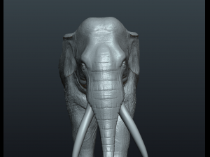 asian elephant Model do druku 3D