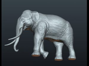 asian elephant Model do druku 3D
