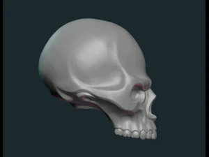 gestileerde schedel 3D printmodel