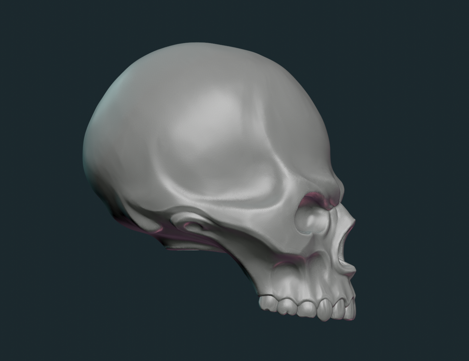 Stylized Skull 3D Model in Anatomy 3DExport