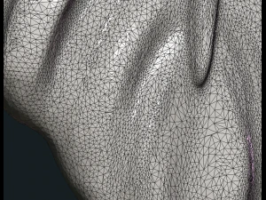 bird feather 3D Print Model