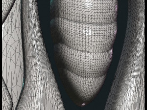 celtic butterfly 3D प्रिंट मॉडल