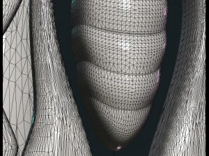 सेल्टिक तितली 3D प्रिंट मॉडल