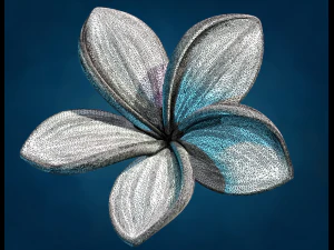 Plumeria Flower 3D Print Model