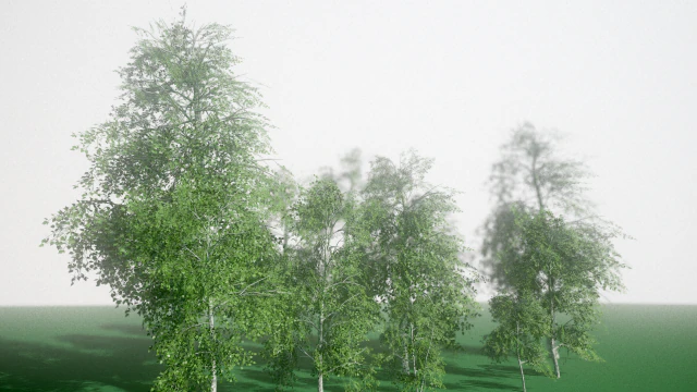 birch 3D Model .c4d .max .obj .3ds .fbx .stl .blend 