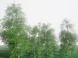 birch 3D मॉडल