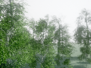 birch Model 3D