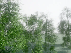 birch 3D Model