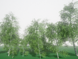 birch Model 3D