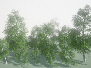 birch Model 3D