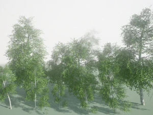 birch 3D Model