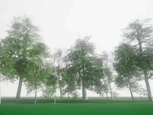 birch Model 3D