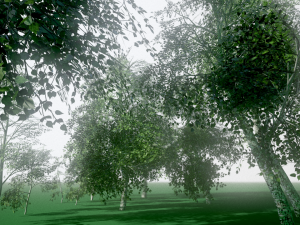 birch Model 3D