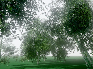 birch 3D Model