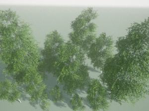 birch Model 3D