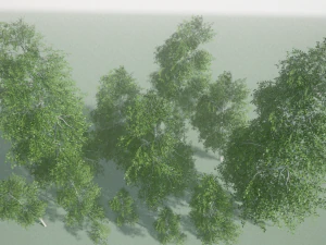 birch 3D Model