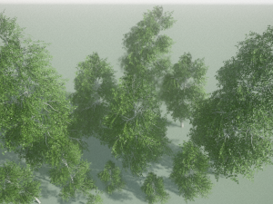 birch Model 3D