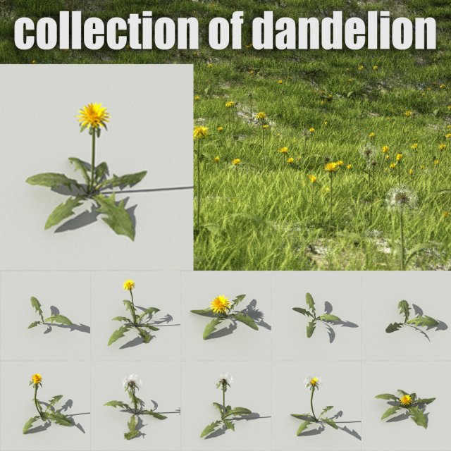 dandelioncollection 01 - r-asset 3Dモデル .c4d .max .obj .3ds .fbx .stl .blend 