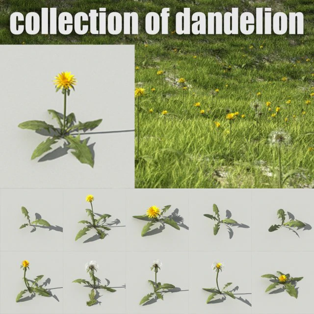 dandelioncollection 01 - r-asset 3D Model .c4d .max .obj .3ds .fbx .stl .blend 