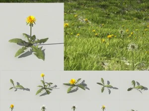 colecci&oacute;n de diente de le&oacute;n 01 - r-activo Modelo 3D