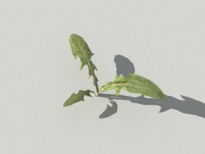 dandelioncollection 01 - r-asset 3Dモデル