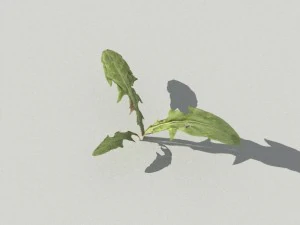 dandelioncollection 01 - r-asset 3D Model