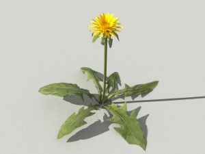 dandelioncollection 01 - r-asset 3Dモデル