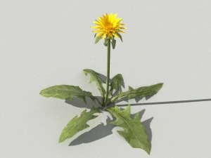 dandelioncollection 01 - r-asset 3D Model