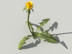 dandelioncollection 01 - r-asset 3Dモデル