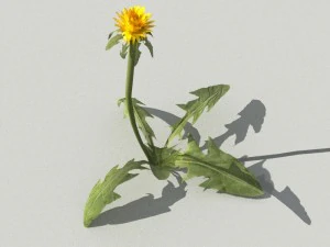 dandelioncollection 01 - r-asset 3D Model