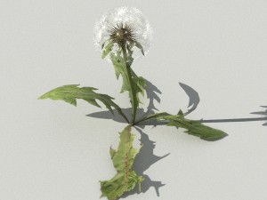 dandelioncollection 01 - r-asset 3Dモデル