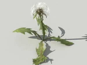 dandelioncollection 01 - r-asset 3D Model