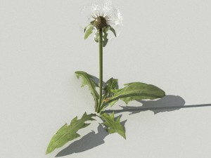 dandelioncollection 01 - r-asset 3Dモデル