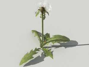 dandelioncollection 01 - r-asset 3D Model