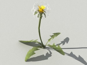 dandelioncollection 01 - r-asset 3Dモデル