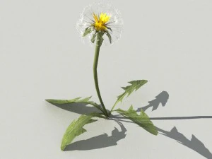 dandelioncollection 01 - r-asset 3D Model