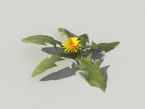 dandelioncollection 01 - r-asset 3Dモデル