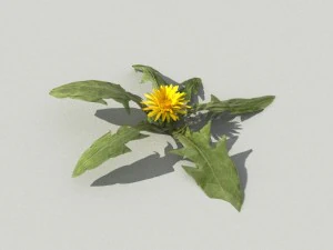 dandelioncollection 01 - r-asset 3D Model